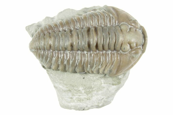 Prone Flexicalymene Trilobite - Mt Orab, Ohio #380322